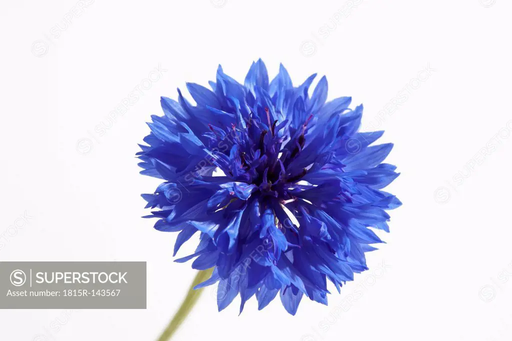 Blue cornflower against white background, close up