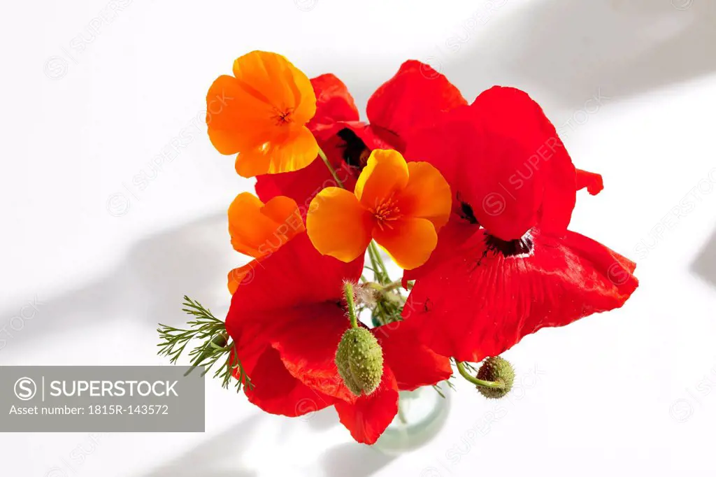 Variety of flowers on white background, close up
