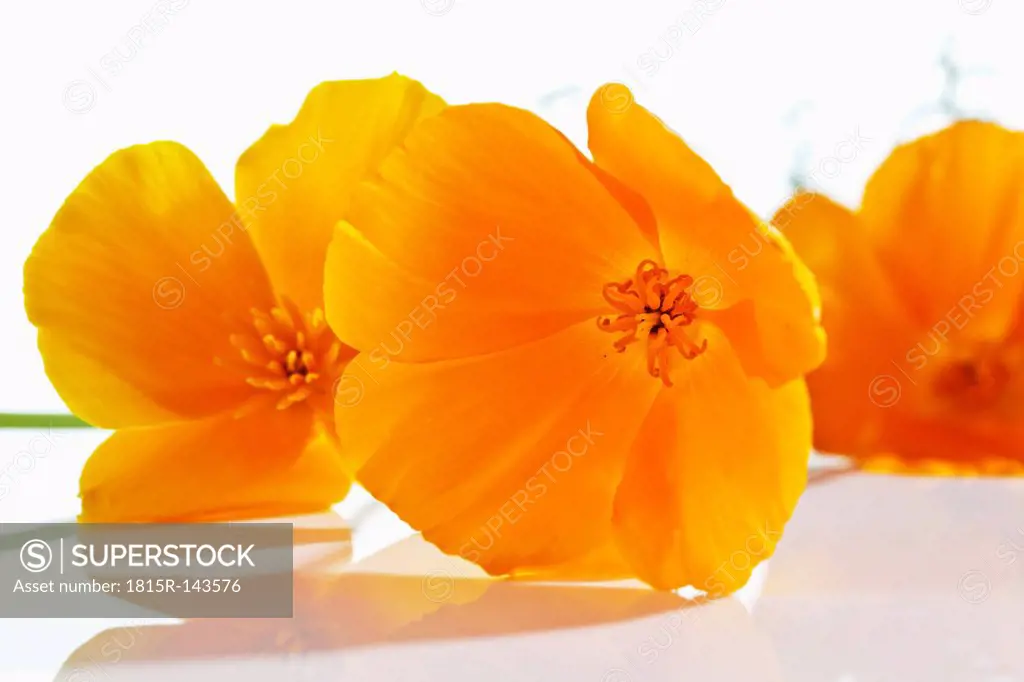 Gold poppy flowers on white background, close up