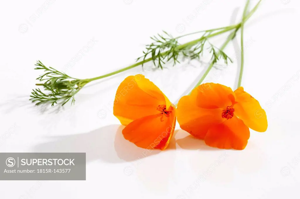 Gold poppy flowers on white background, close up