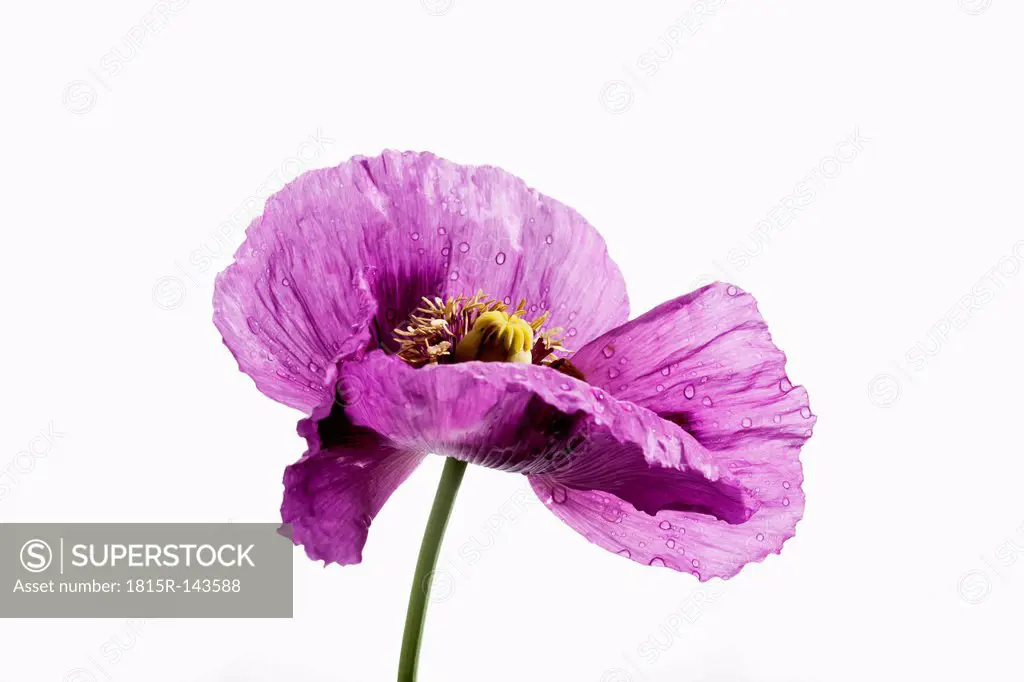 Opium poppy flower against white background, close up