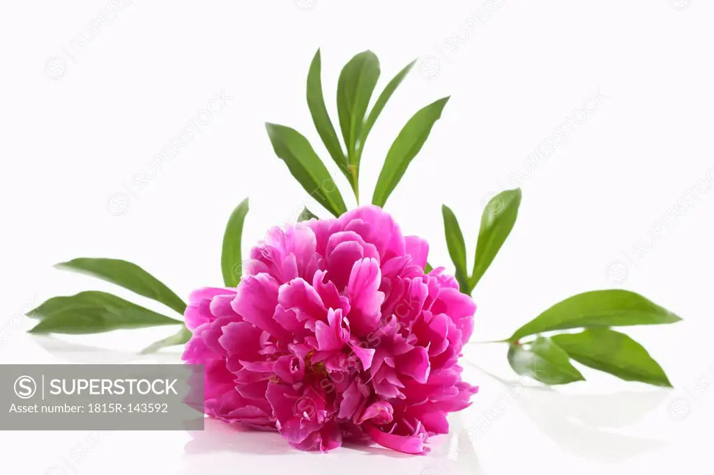 Pink peony flower on white background, close up