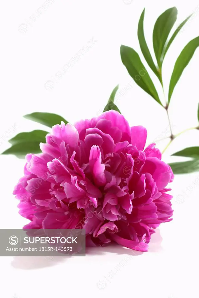 Pink peony flower on white background, close up