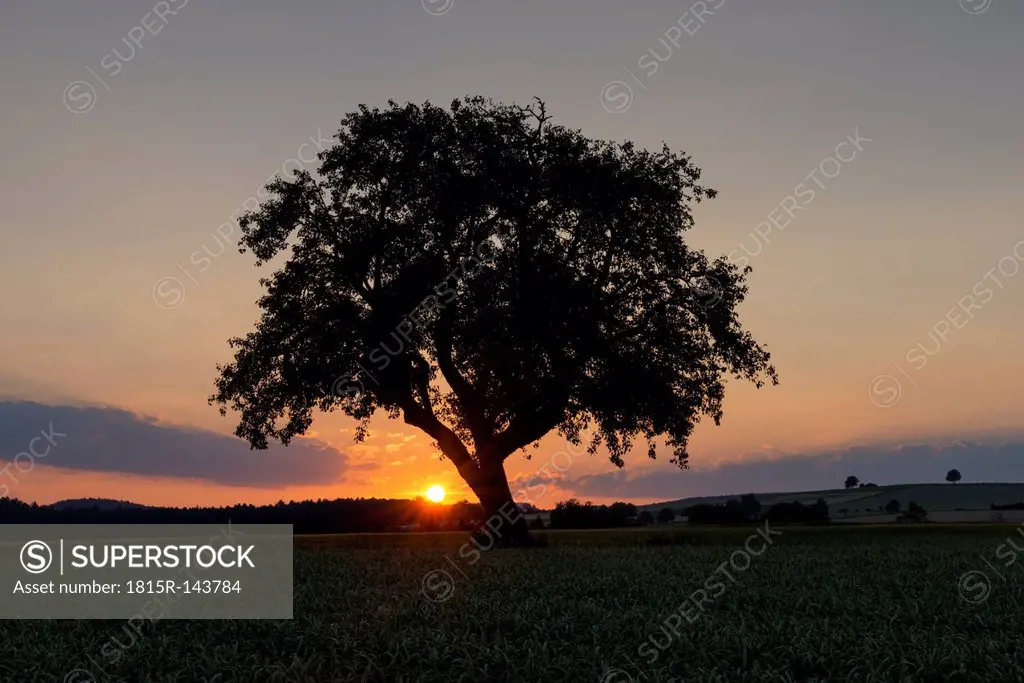 Germany, Baden Wuerttemberg, View of old tree at sunset