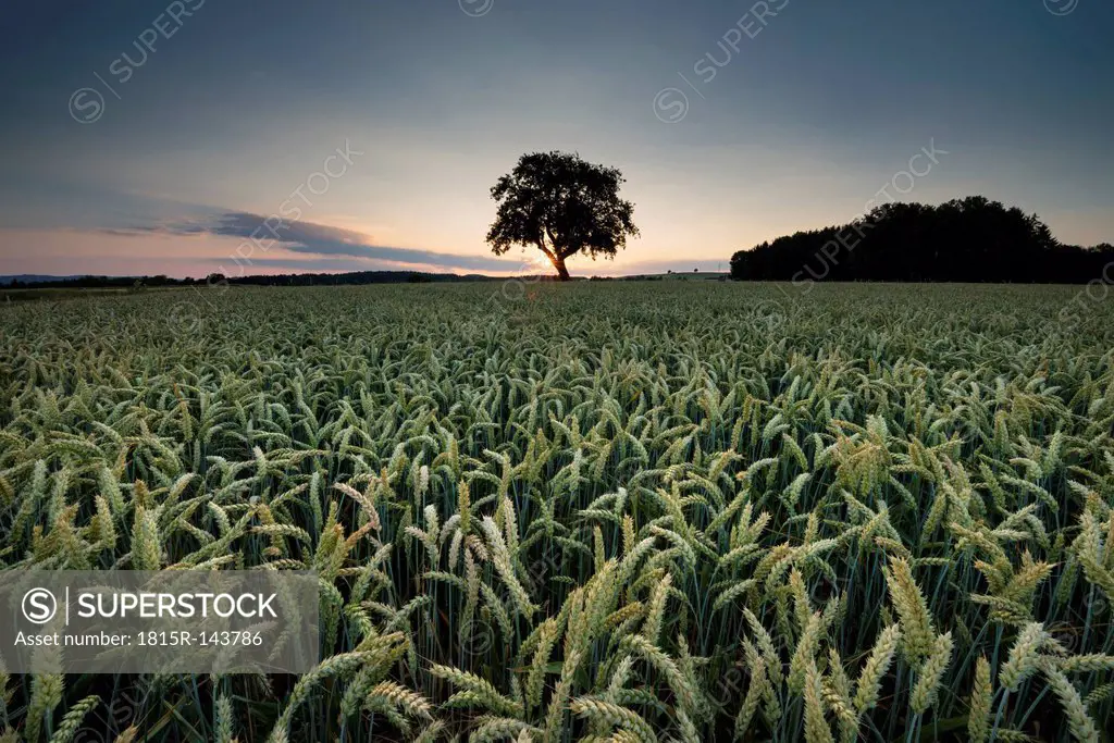 Germany, Baden Wuerttemberg, View of wheat field at sunset