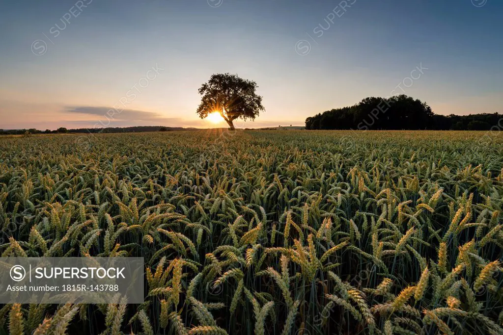 Germany, Baden Wuerttemberg, Hegau, View of wheat field at sunset