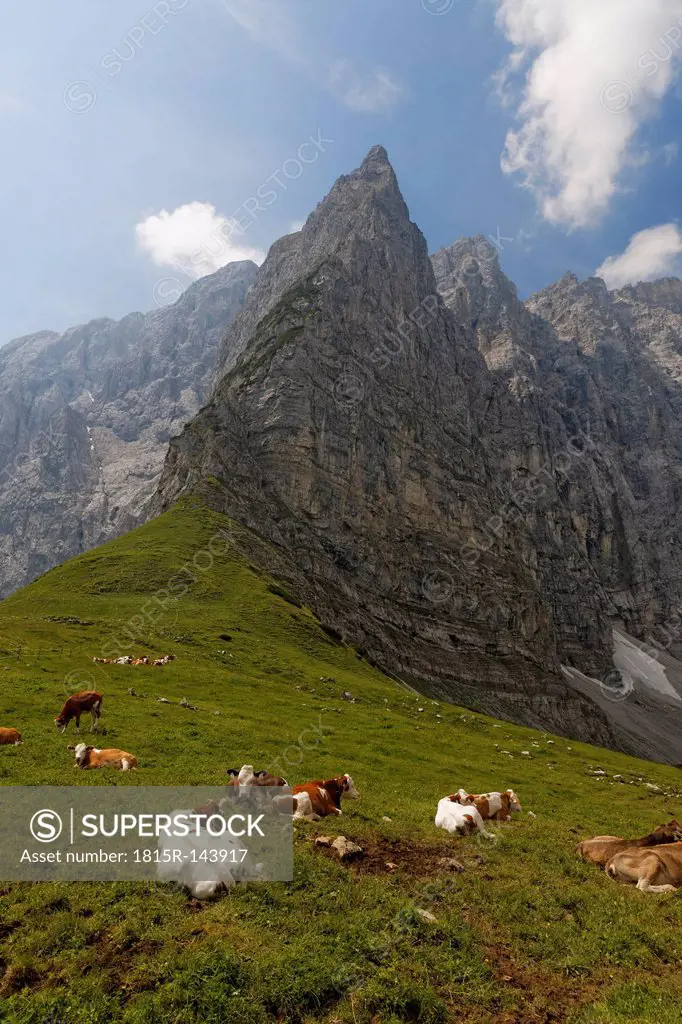 Austria, Tyrol, Karwendel Range, cows are on a pasture