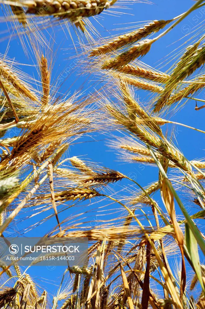 Germany, View of ripe barley against sunlight