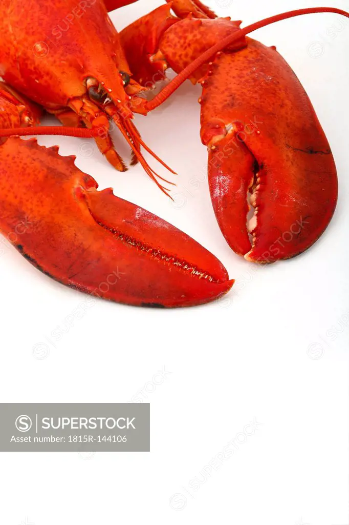 Lobster on white background, close up