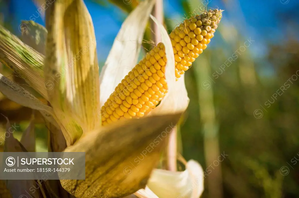 Germany, Saxony, Fresh corn cob on tree