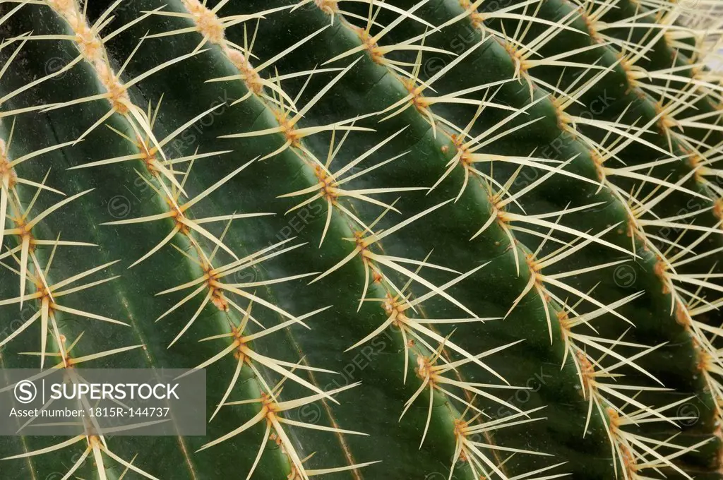 Thorns of golden barrel cactus, close up