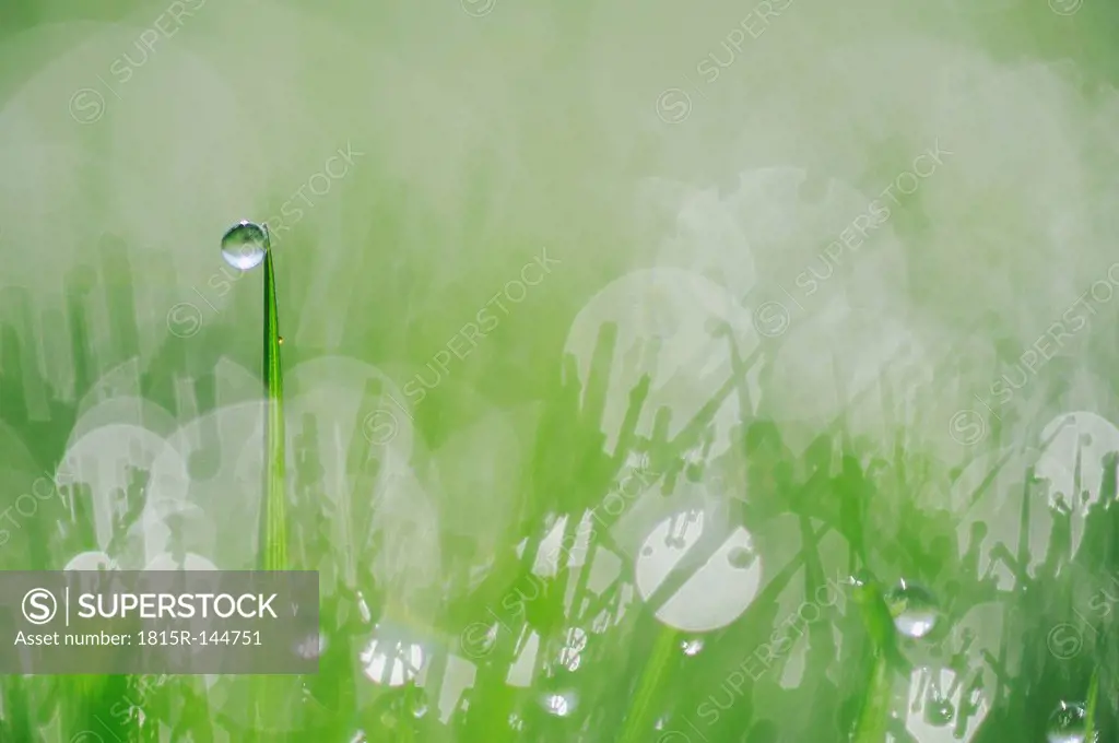 Germany, Bavaria, Dew on grass, close up