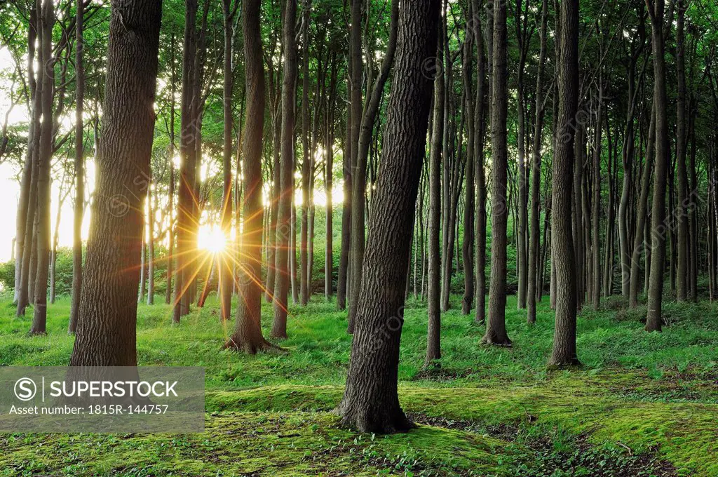 Germany, Mecklenburg Western Pomerania, Beech trees in forest