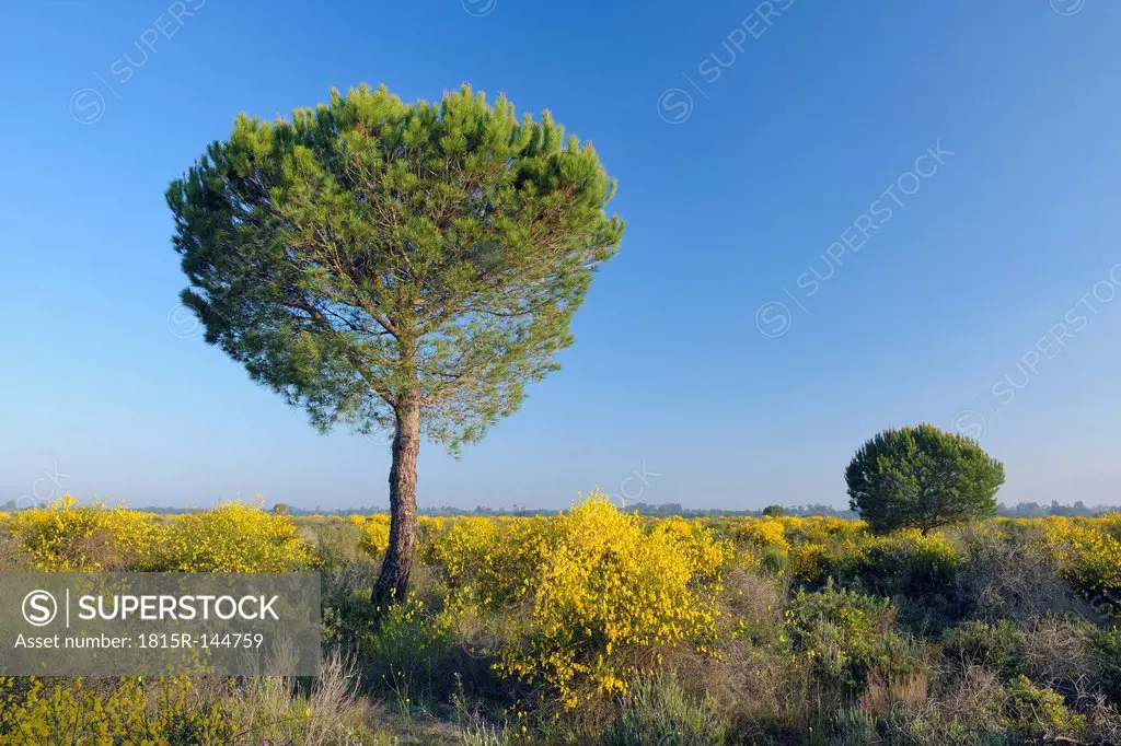 Spain, Pine tree in spring at Donana National Park