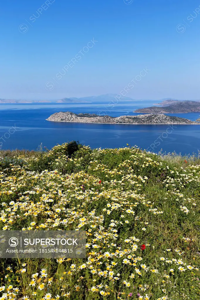 Turkey, View of Garland chrysanthemum at coast