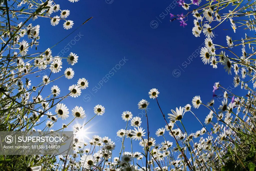 Austria, Carinthia, Marguerite flowers against sky