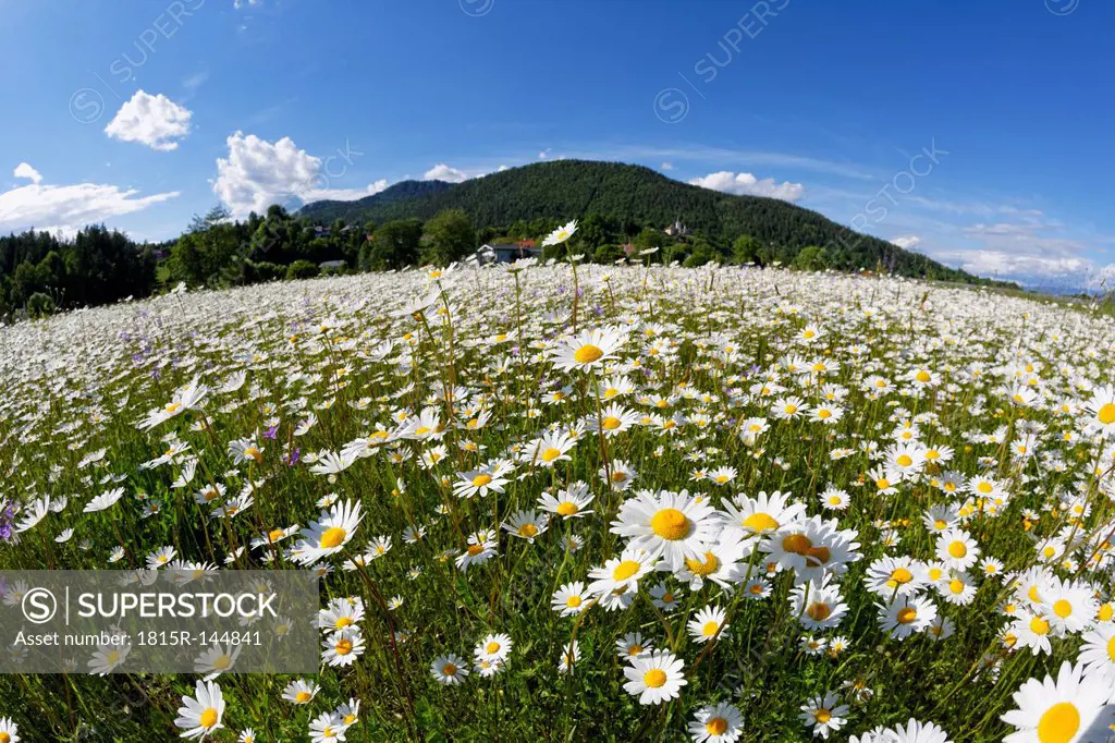 Austria, Carinthia, Marguerite flowers near Maria Saal