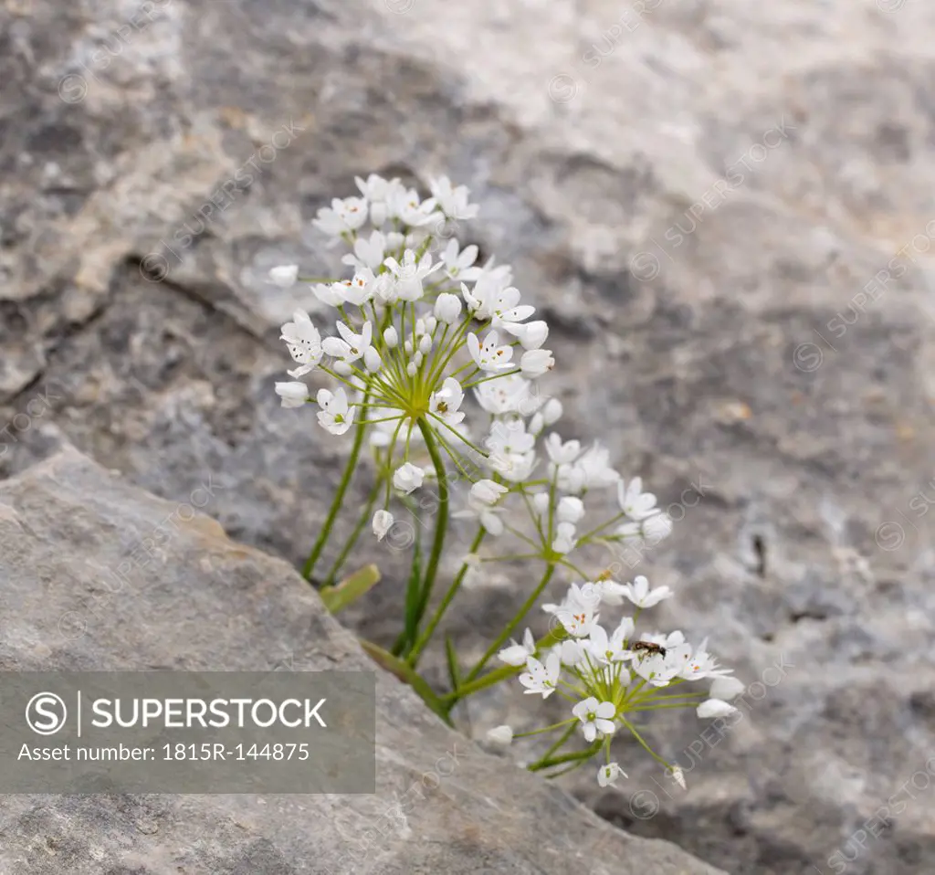 Turkey, Aegean, Allium neapolitanum growing on rock