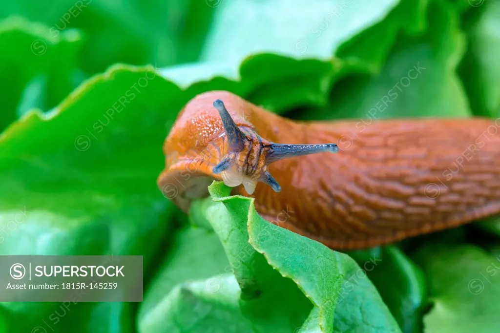 Slug eating leaf of lettuce, close up