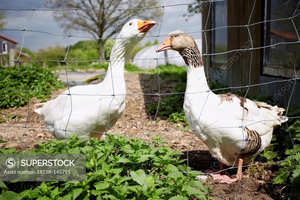 Germany, Schleswig Holstein, Two ducks standing face to face
