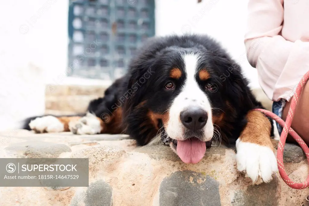 Portrait of a bernese mountain dog lying on the ground with a tired faced