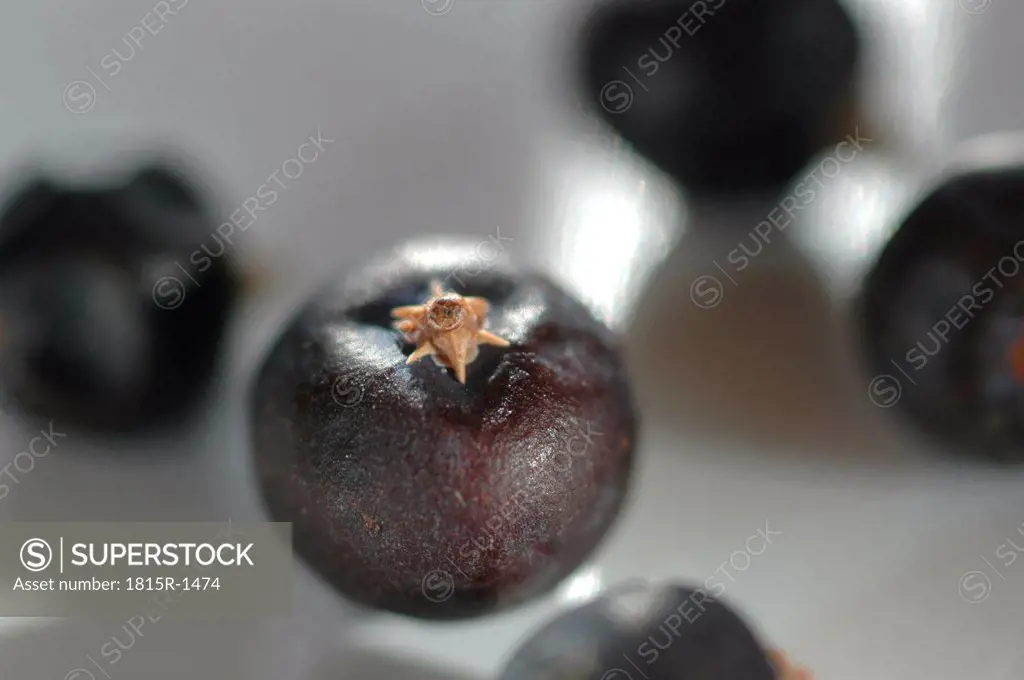 Juniper berries, close-up