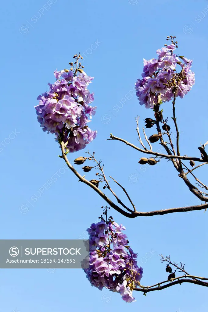 Flowers of an Empress Tree