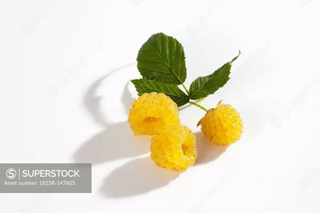 Three yellow raspberries (Rubus idaeus), studio shot