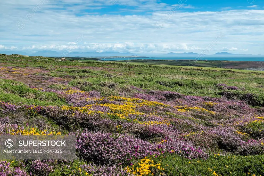 UK, Wales, Anglesey, Holy Island, blooming heath and Genista at the coast of South stack