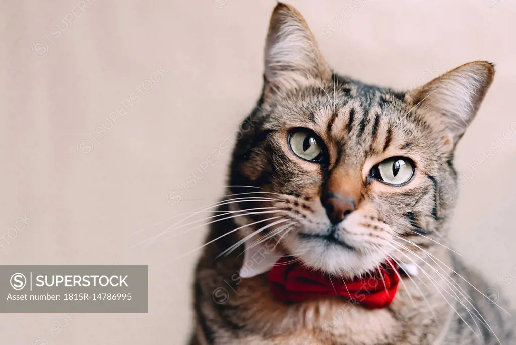 Portrait of tabby cat with collar and red bow tie