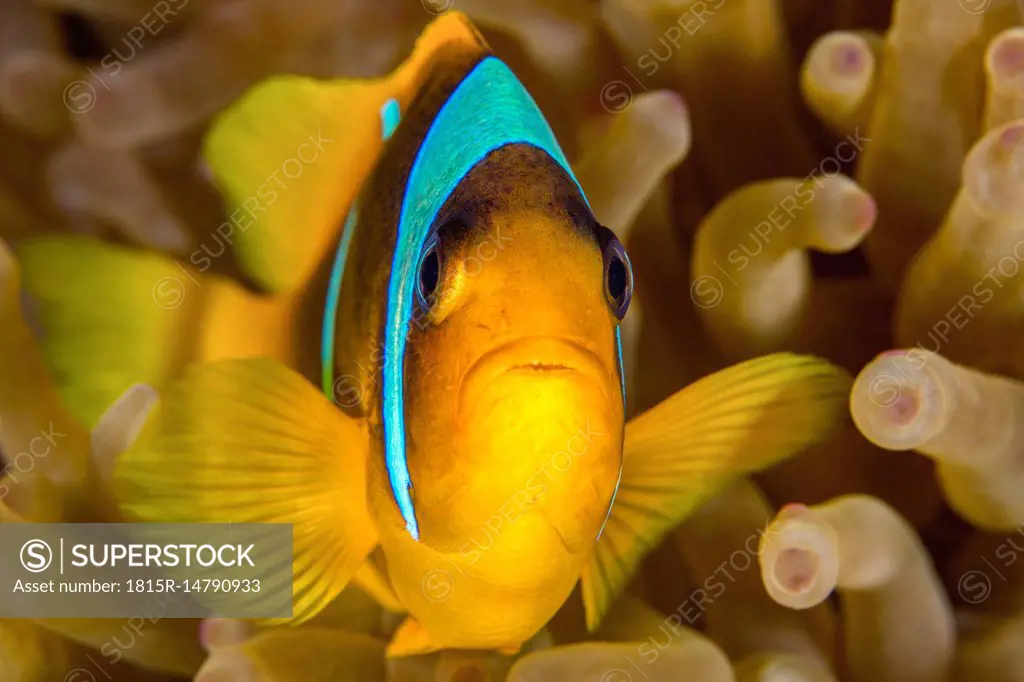 Egypt, Red Sea, Hurghada, red sea anemonefish