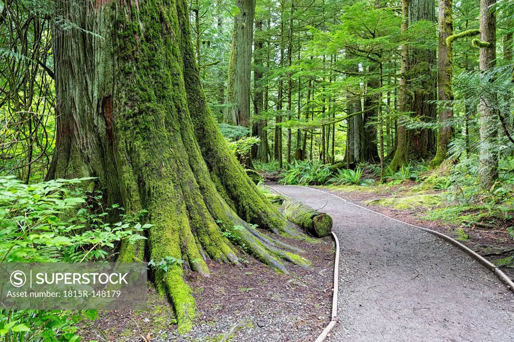 Canada, British Columbia, Vancouver Island, MacMillan Provincial Park, Cathedral Grove with Douglas firs (Pseudotsuga menziesii)