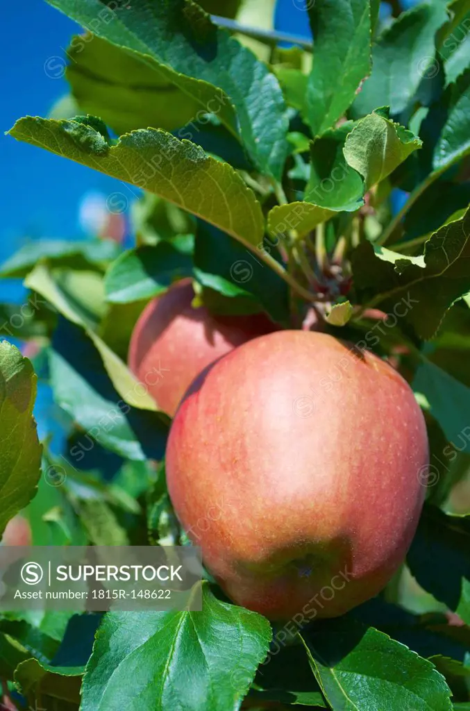 Italy, Alto adige, Naturns, apple at tree, close-up