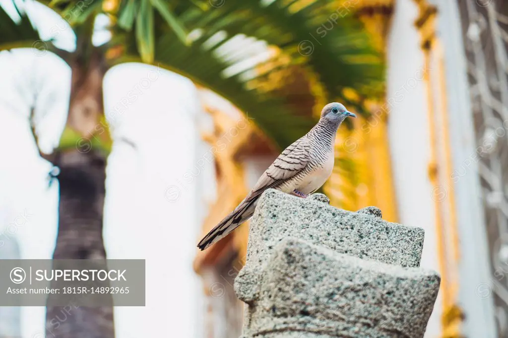 Thailand, bird on a rock
