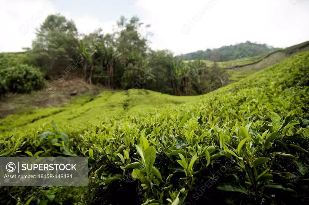 Malaysia, Cameron Highlands, Tea field