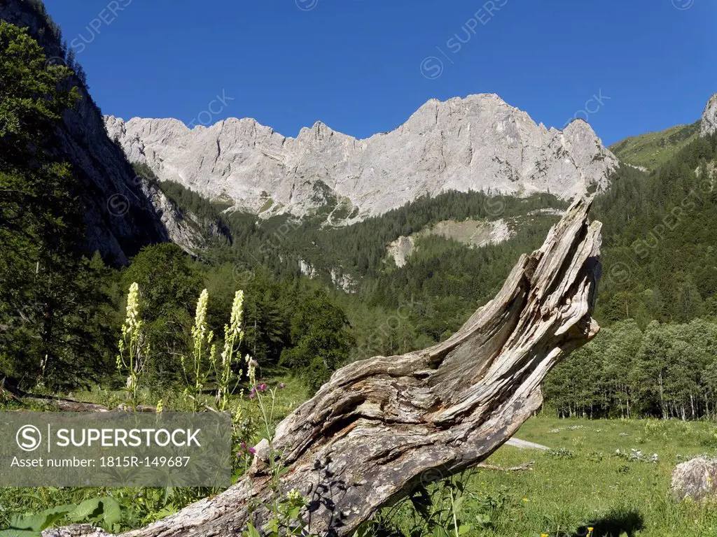 Austria, Carinthia, Carnic Alps, Mountain Wolayerkopf and Aconitum lycoctonum