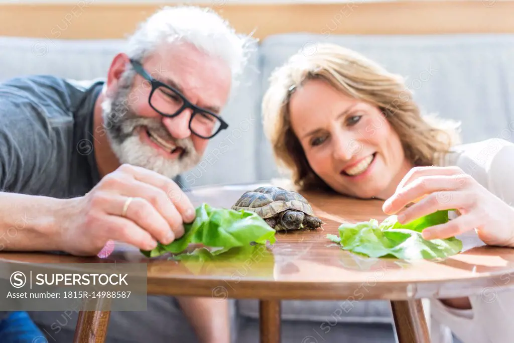 Happy mature couple feeding tortoise at home