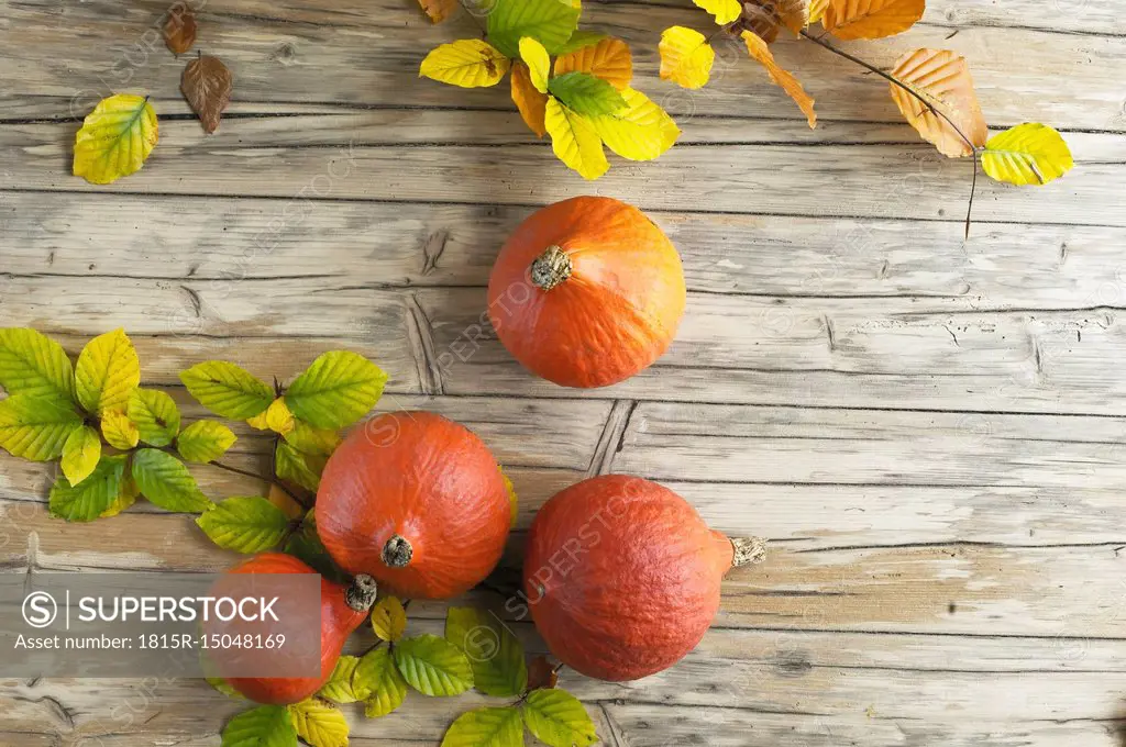 Hokkaido pumpkins and autumn leaves