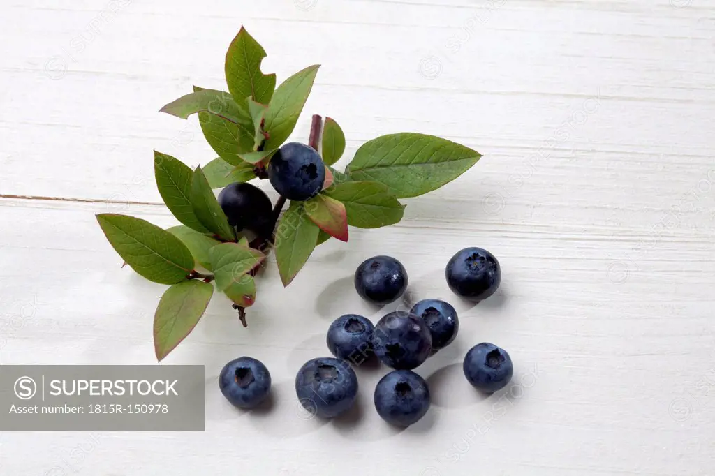 Blueberries (Vaccinium myrtillus) and branch on white wood, studio shot