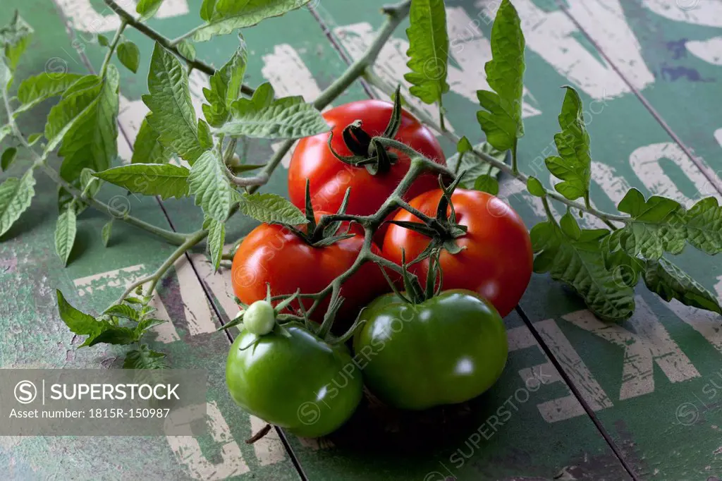 Sardian tomatoes (Solanum lycopersicum), studio shot