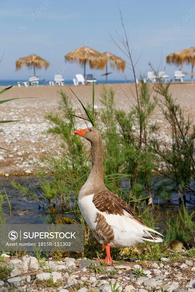 Turkey, Lycia, Lycian Coast, Adrasan bay, goose standing in front of the beach