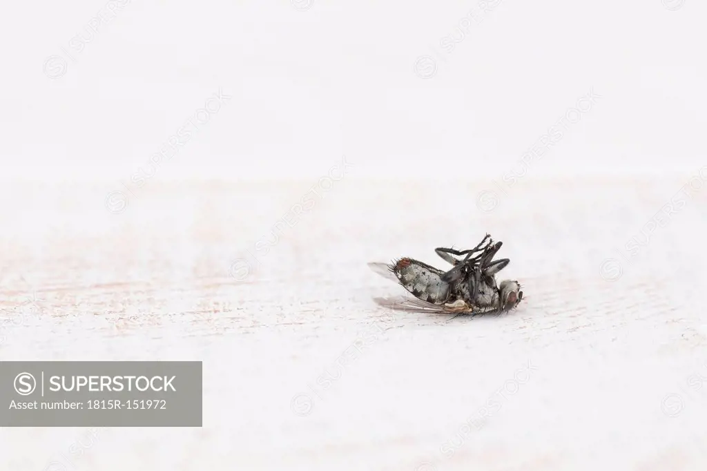 Dead housefly (Musca domestica) on white wooden table, studio shot
