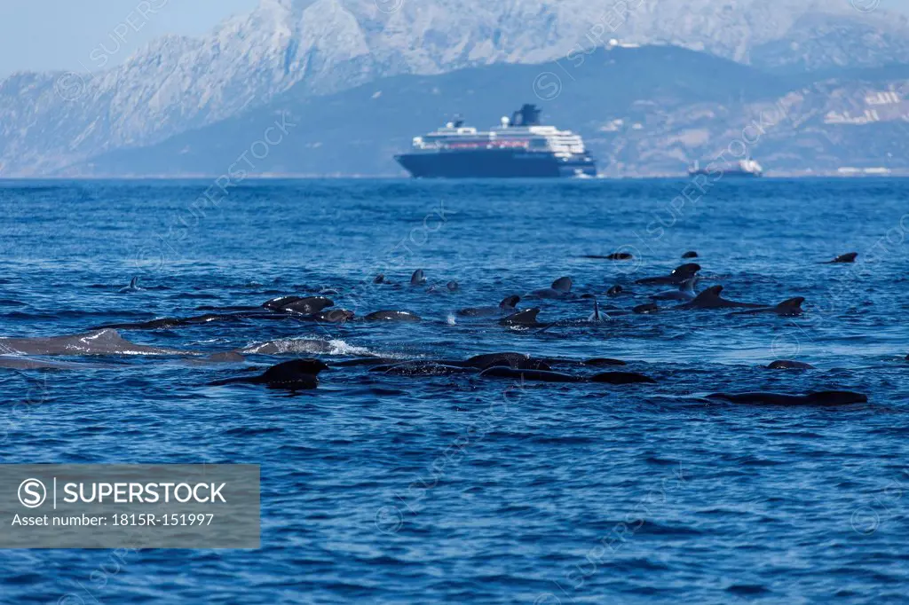 Spain, Andalusia, Tarifa, Long-finned pilot whales (Globicephala melas) and sperm whales (Physeter macrocephalus) in the Strait of Gibraltar