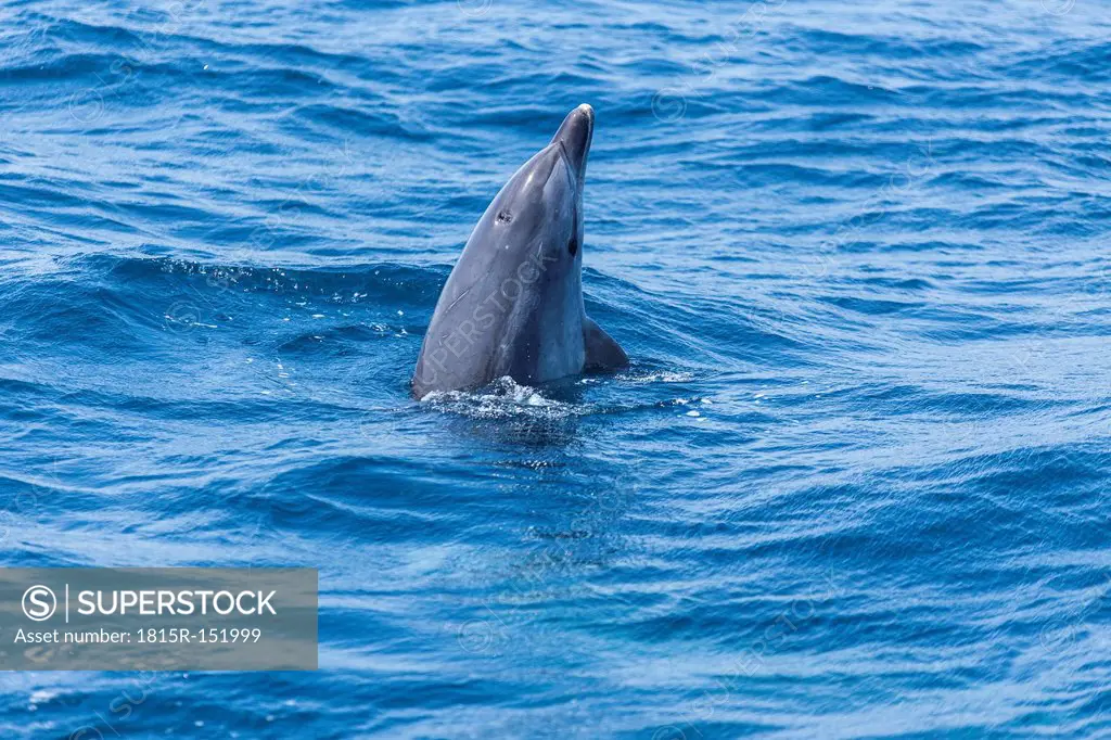Spain, Dolphin spyhopping in sea