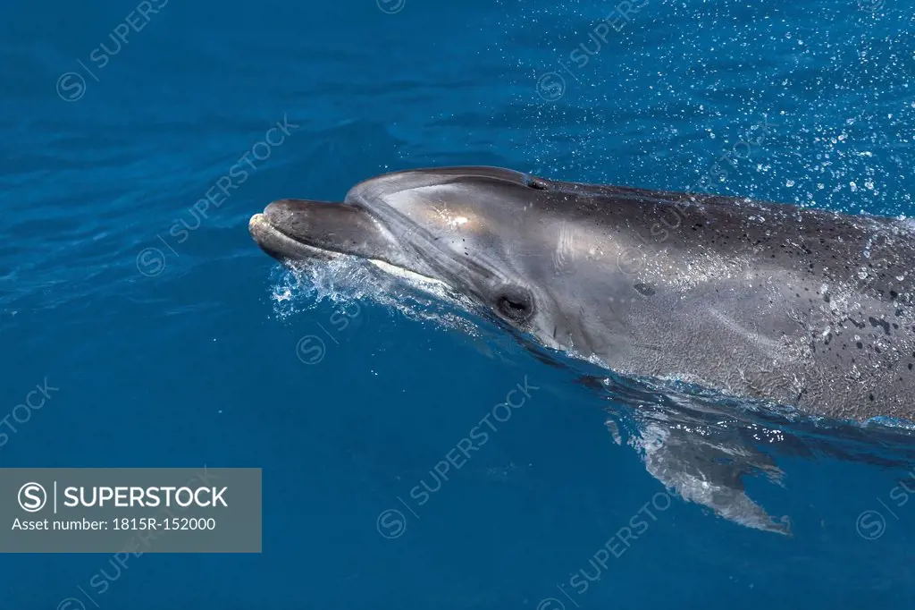 Spain, Dolphin swimming in sea, surfacing to breathe