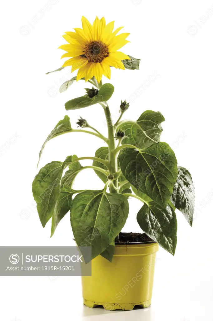 Potted sunflower, close-up