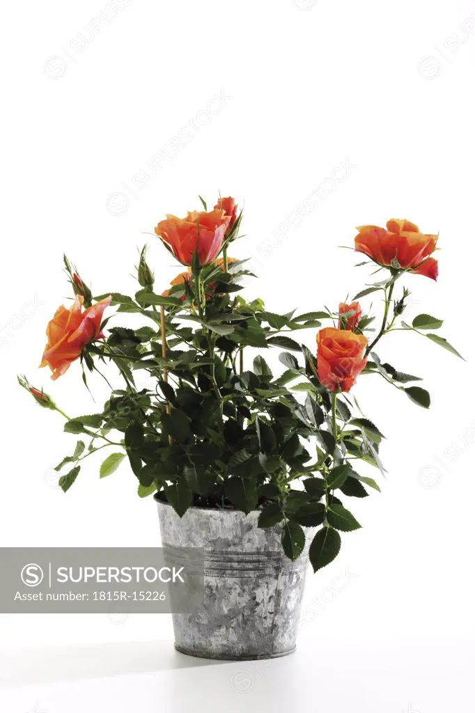 Orange roses in plant pot, close-up