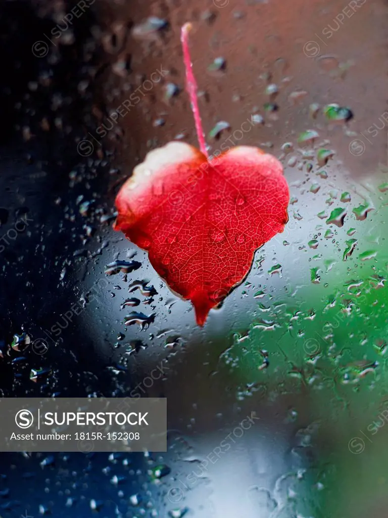 Heart-shaped red leaf sticking at window full of raindrops