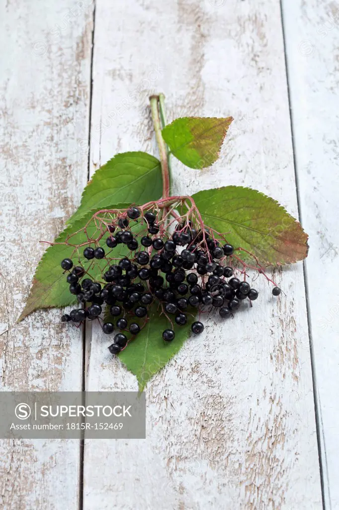 Elderberries (Sambucus) with leaves on white wooden table, studio shot