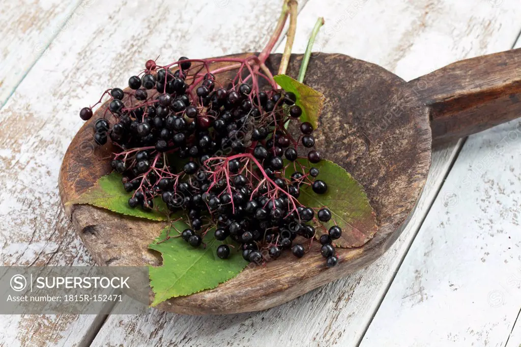 Elderberries (Sambucus) with leaves on wooden spoon lying on white wooden table, studio shot